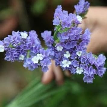 Heirloom Non-GMO Limonium Flower Seeds for Planting for planting in home garden